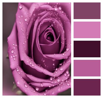 Ai Generated Rose Purple Rose Image